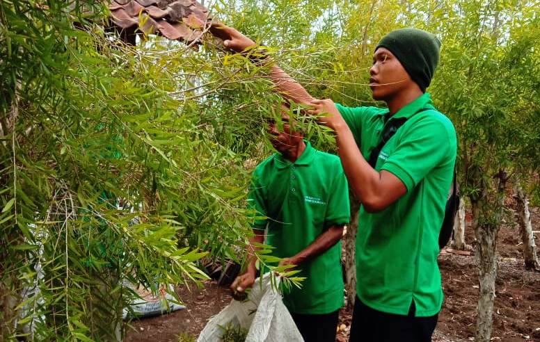 Sinergi Warga dan Petani, Produksi Minyak Kayu Putih Desa Unggul Meningkat Tajam